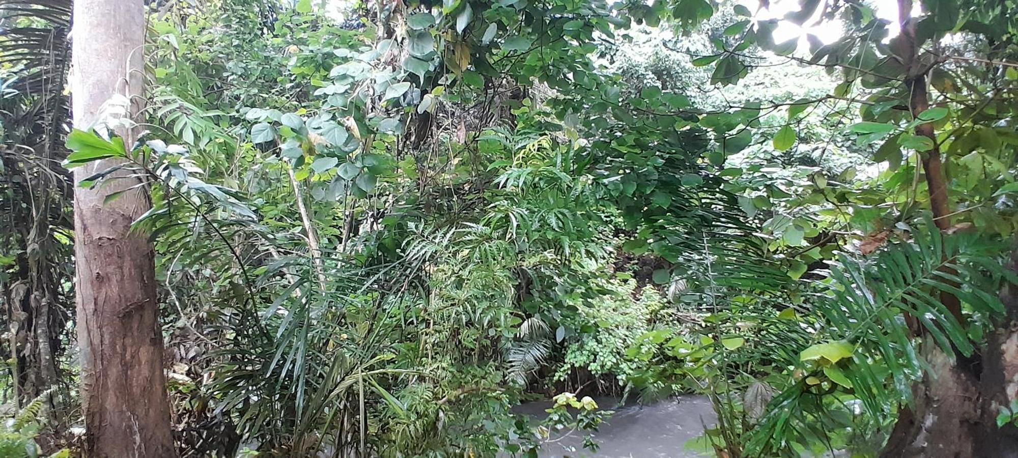 Renny'S Tangkoko Safety Stop Bitung Exterior photo